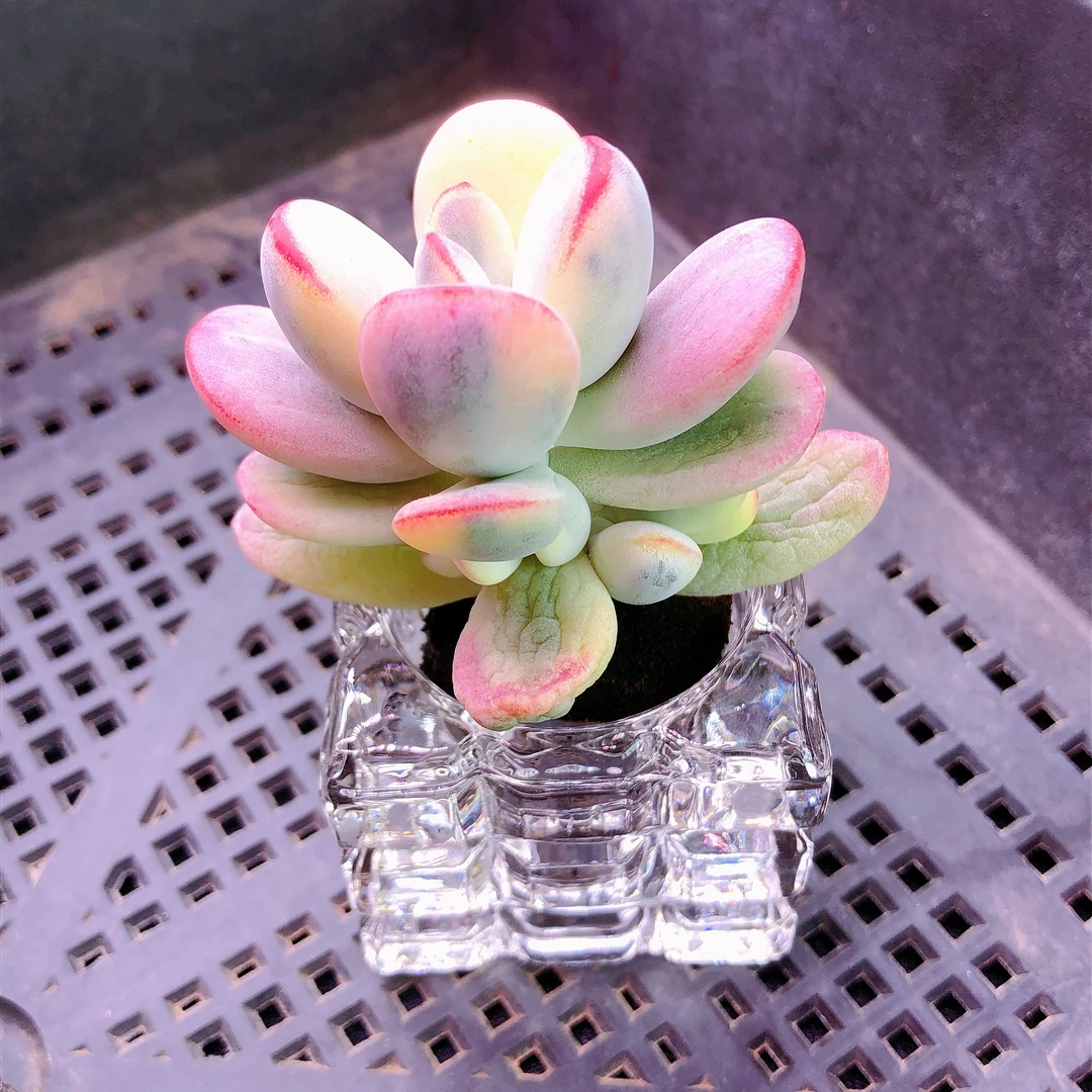 【无土多肉摆件】无土乒乓福娘锦 一个    送一个方玻璃杯