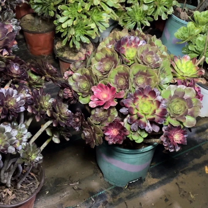 52万圣节多肉植物多肉多肉