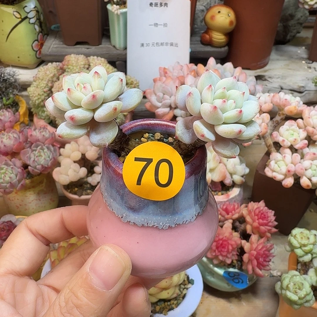70 多肉含盆土 30元包邮非偏远