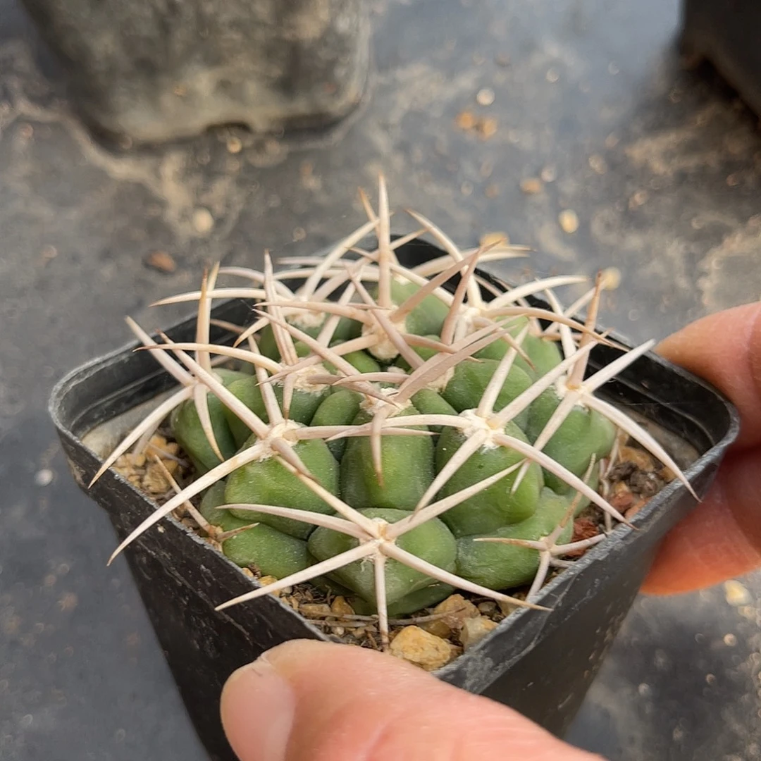 实生大尤龟甲豪刺碧岩玉