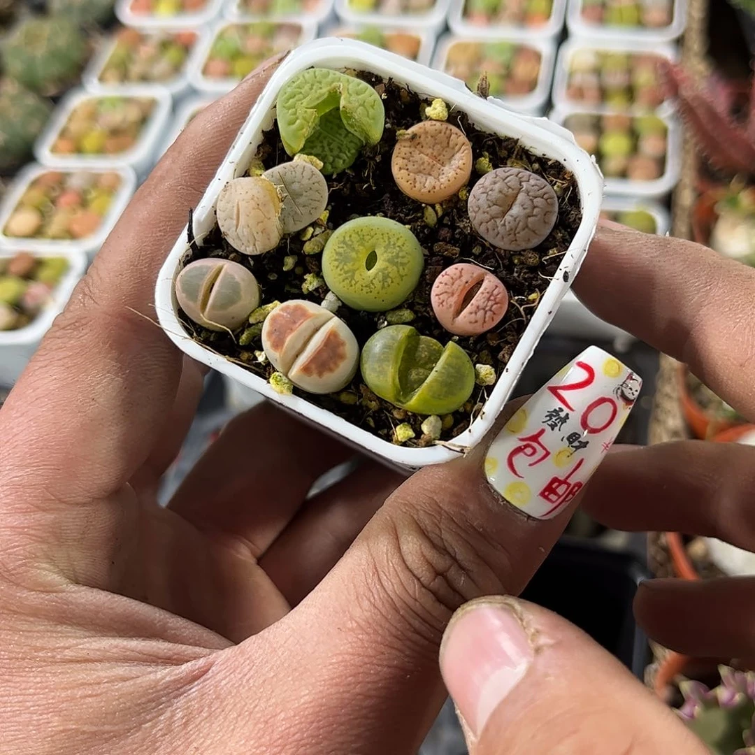 彩色生石花彩拼单头发货有根