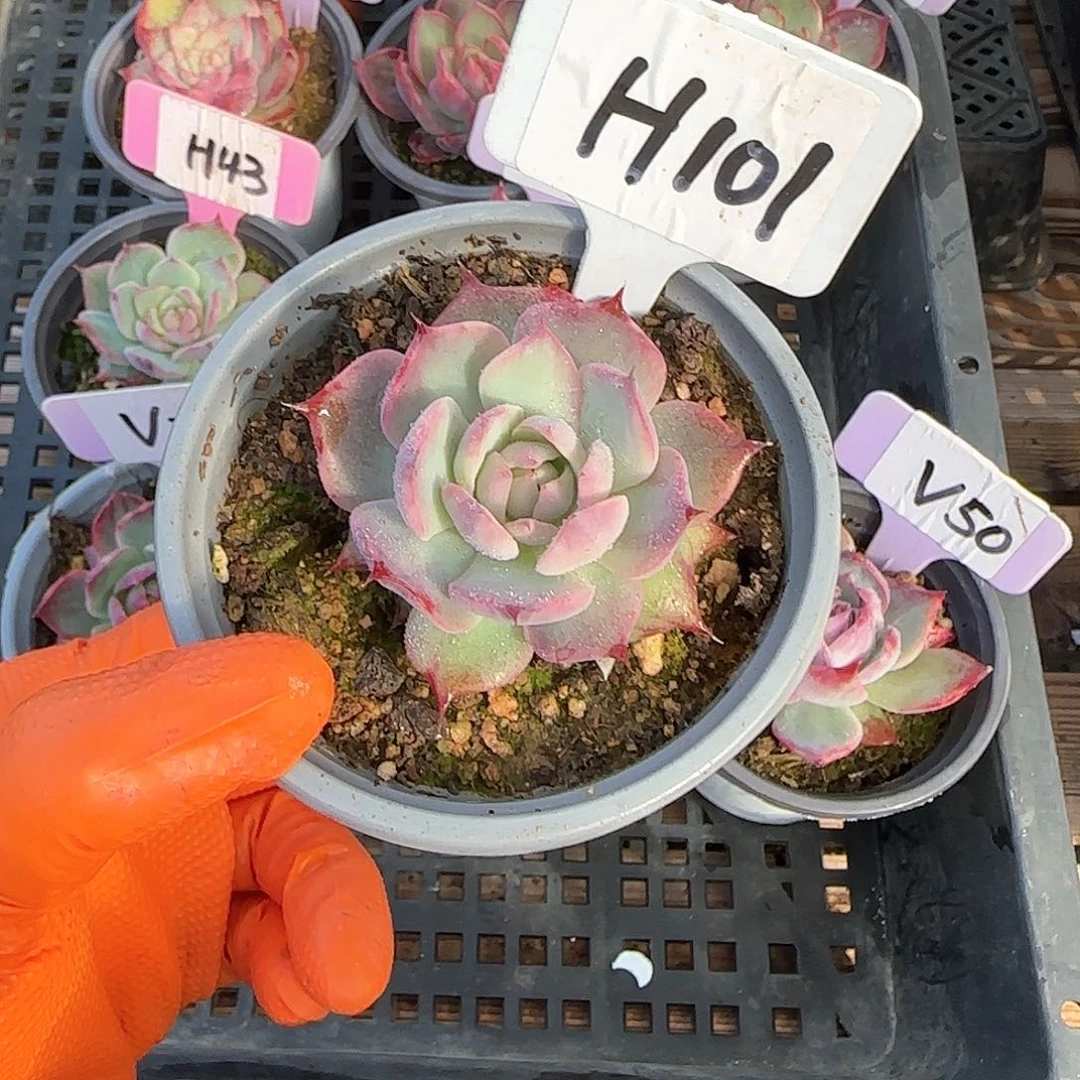 妄*H101惊鸿单头多肉