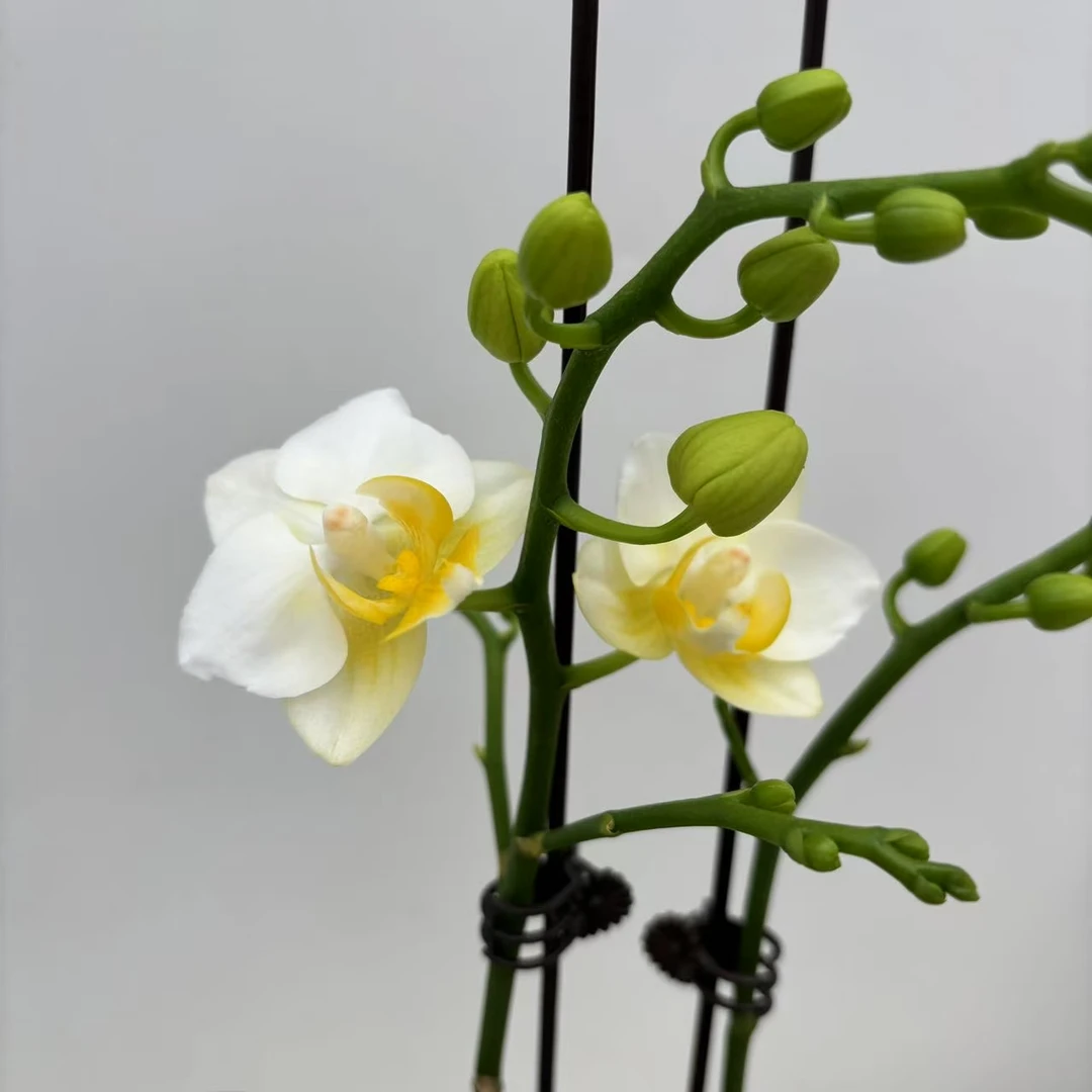 【水仙】花不晚蝴蝶兰  室内花  高端美观花期长