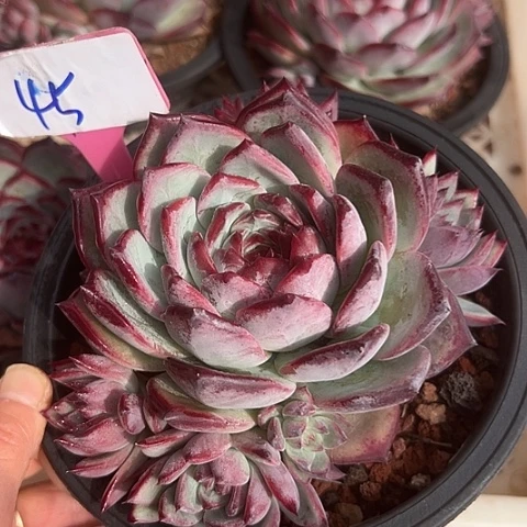 45拉糖一个脱土多肉