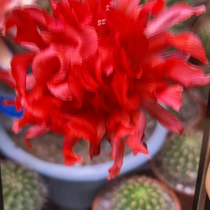 彩草红卷有气根侧芽2公分左右