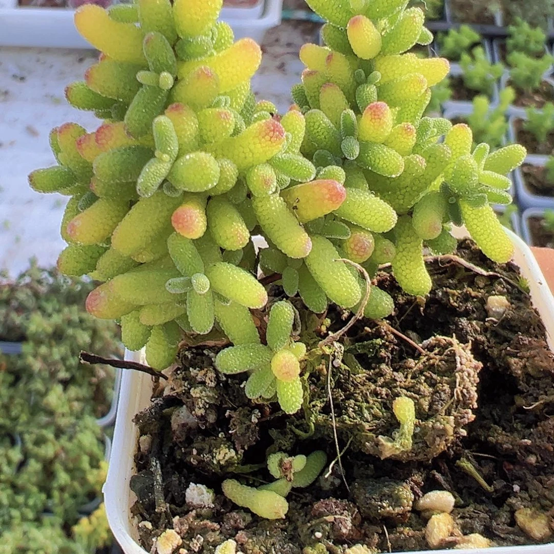 糖球锦19包邮多肉植物