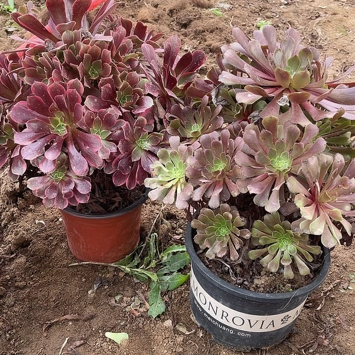 2棵玫瑰玫瑰玫瑰玫瑰