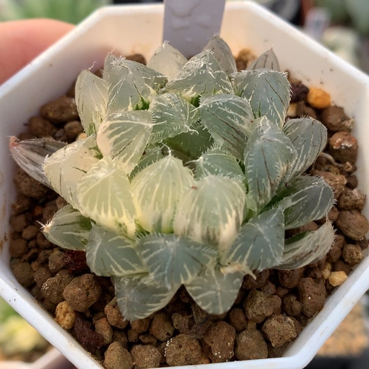 蓝镜玉露锦，带盆一起