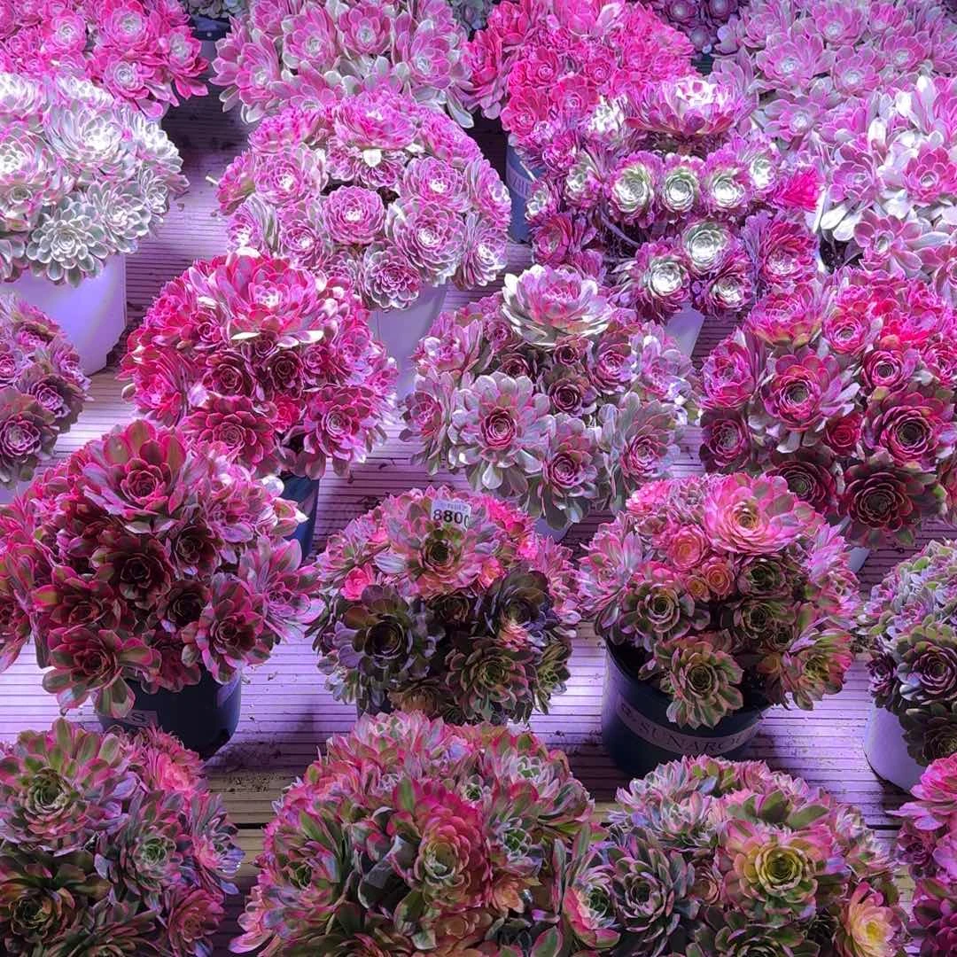 ?*巧多肉植物法师10级福利