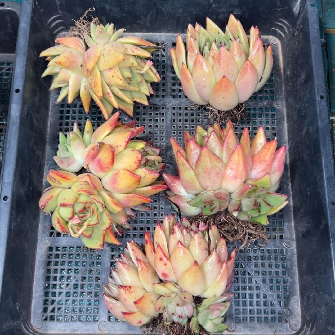 娴*多肉一物一拍0112.217