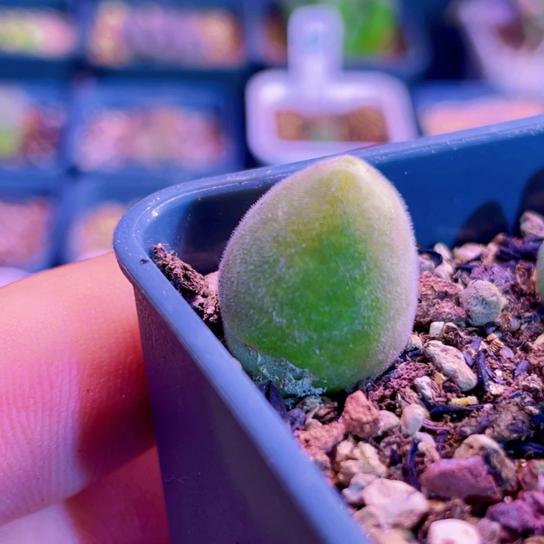 宝辉植物一物一拍