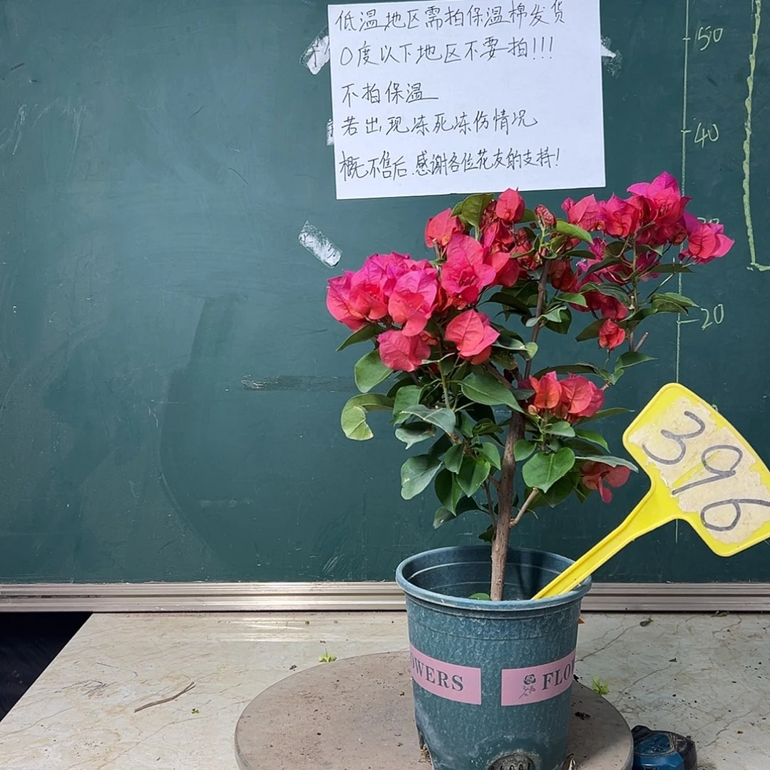 完全开放加州红396