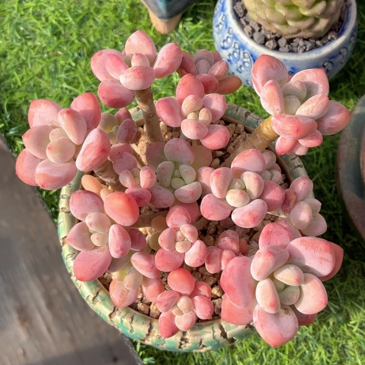 多肉植物 红洛神-4