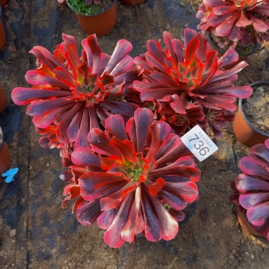 美杜莎3棵3号棚736