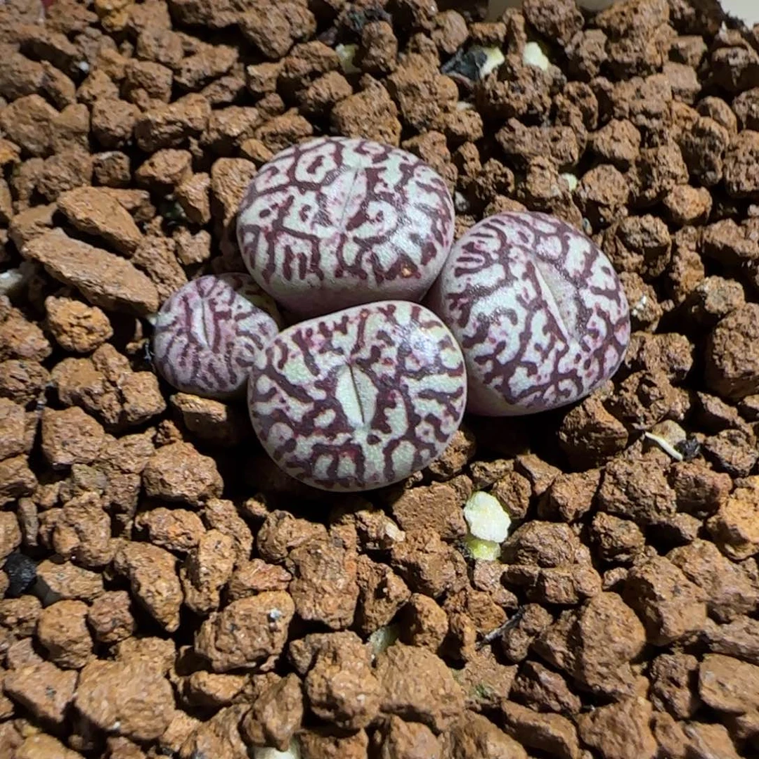 肉锥多肉植物组合-墨447