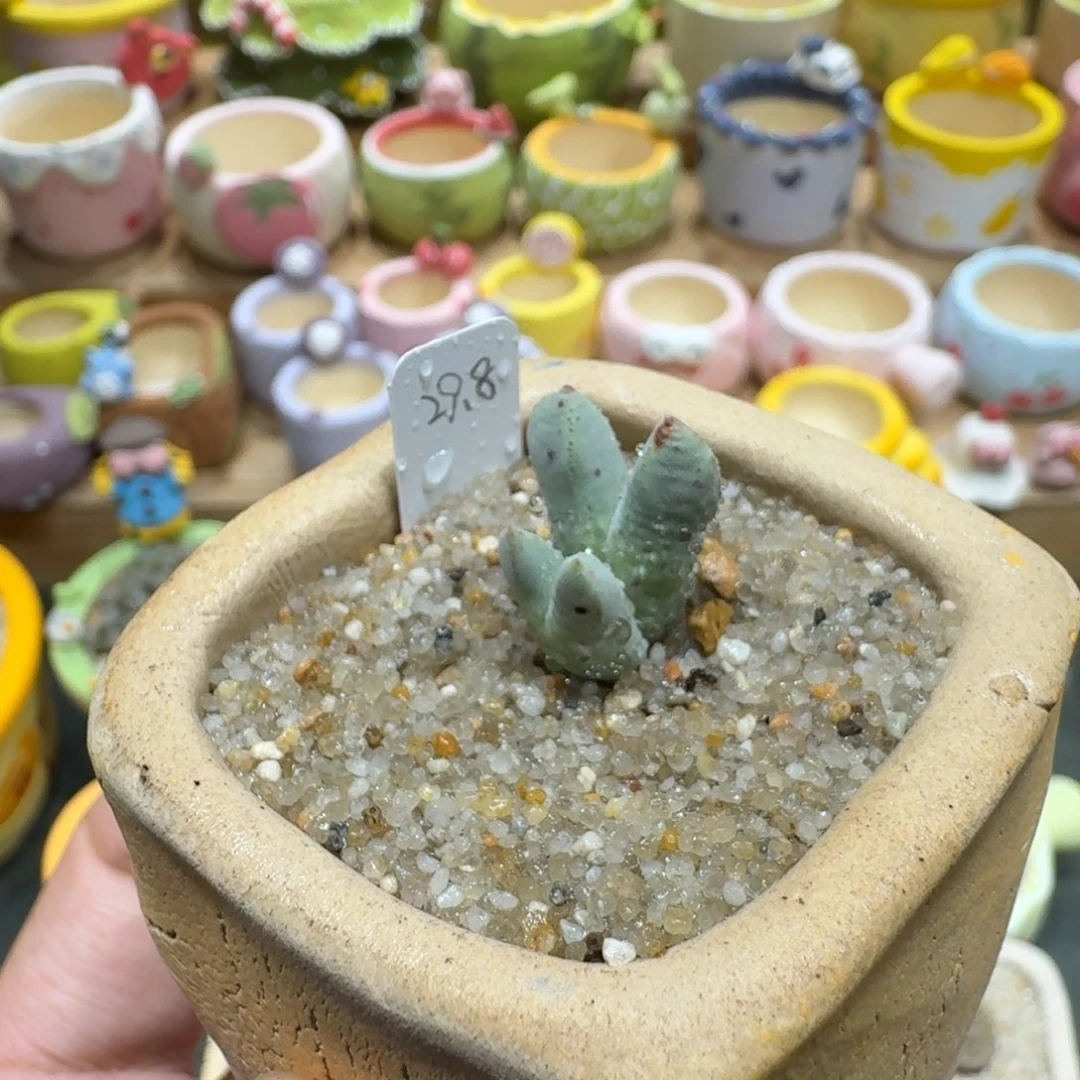 蘑菇1247丹尼尔猪蹄多肉植物