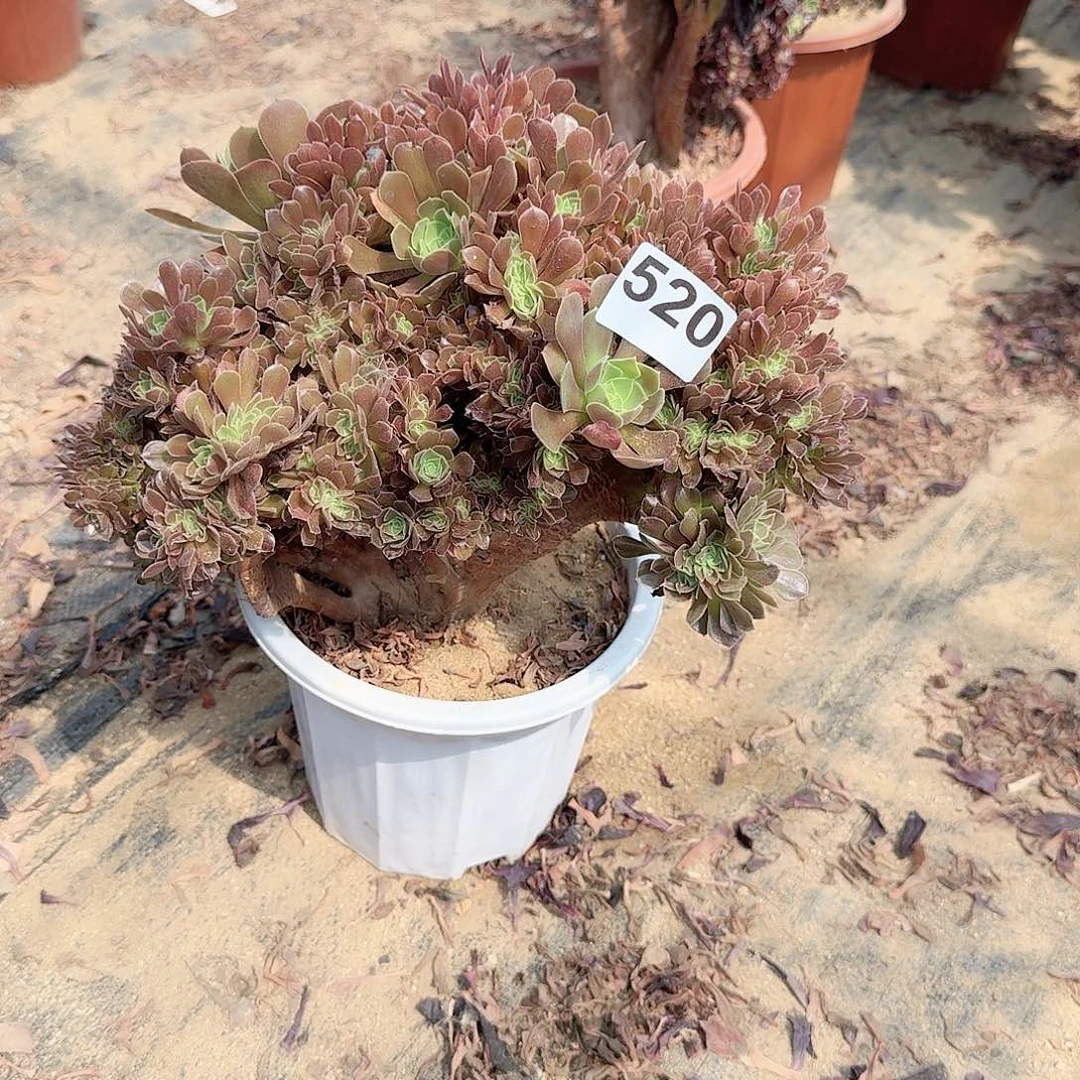 520玫瑰一颗呀呀满28包邮