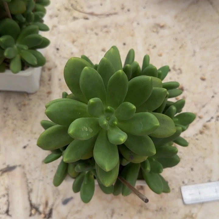 铭***兜芒果奶群生多肉植物