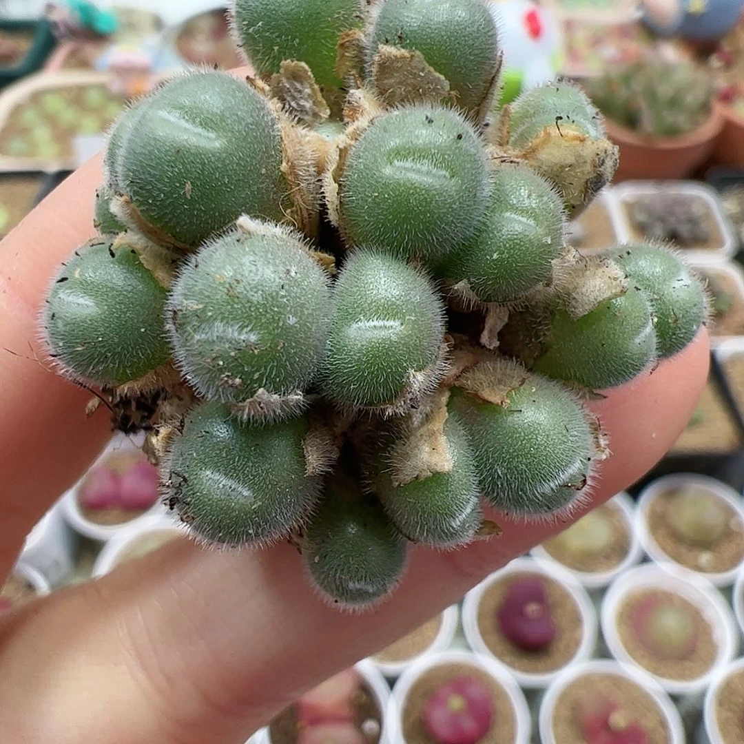 【闪购商品】65 平安福利