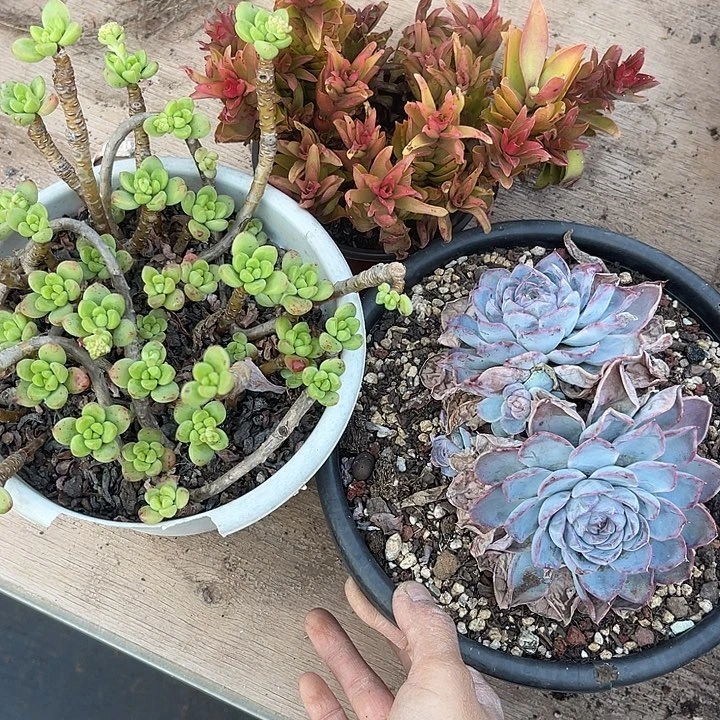 两单包邮，一物一拍不售后