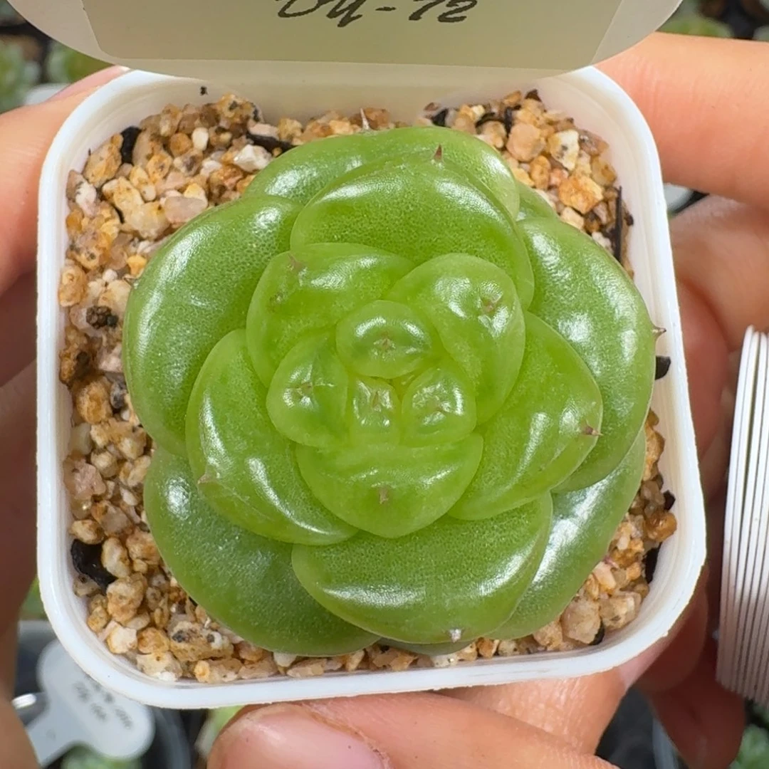 0916-72-宝拉单头