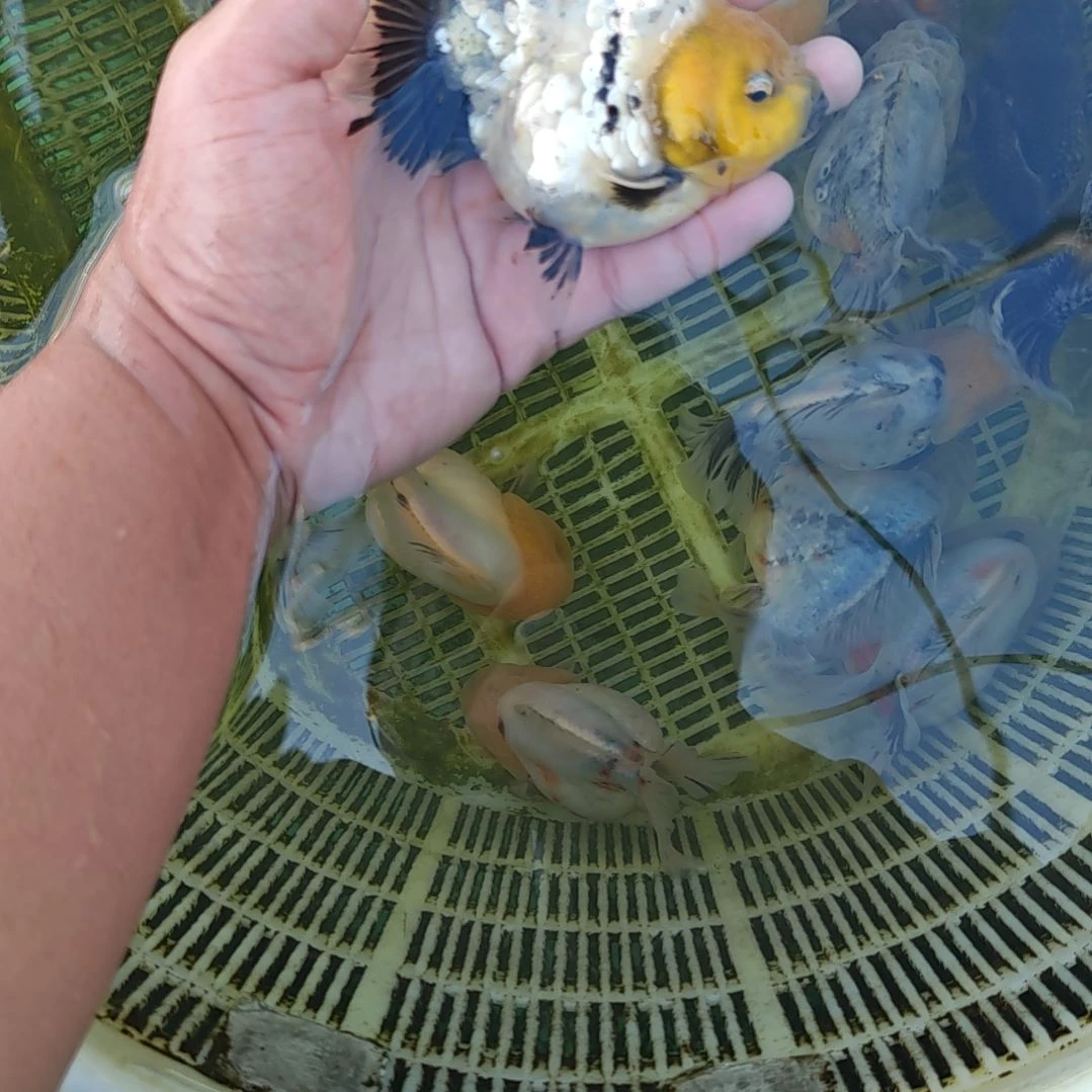 十二黑白虎将军金鱼