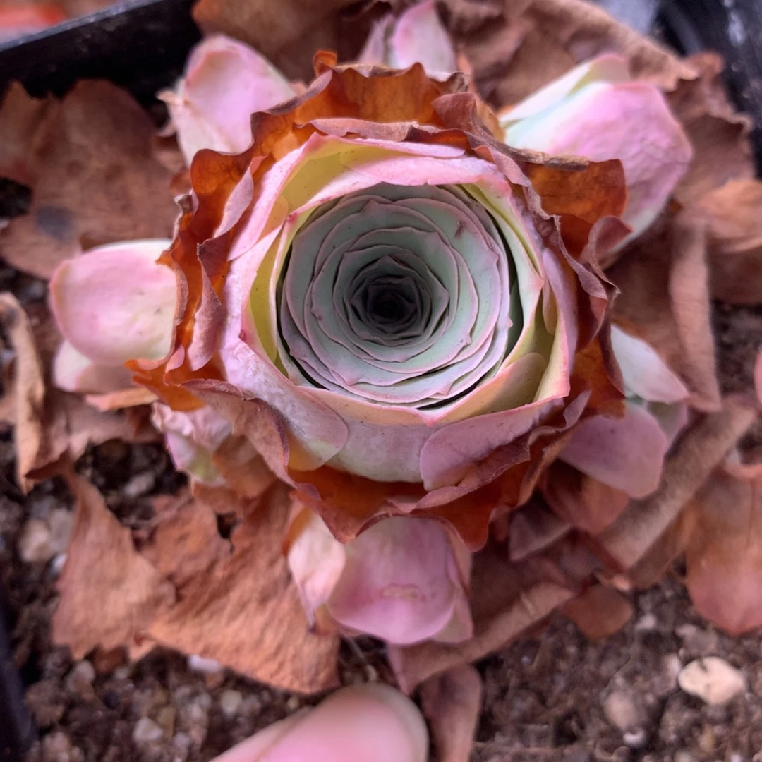 一物一拍星辰锦书195