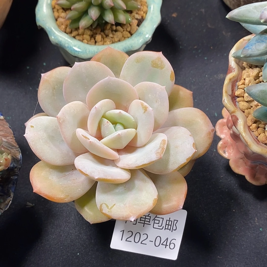 酸奶多肉 奶茶046