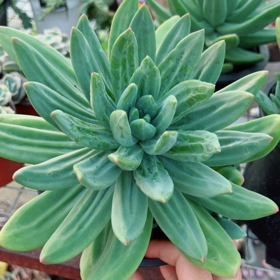 海洋之歌大单头老桩