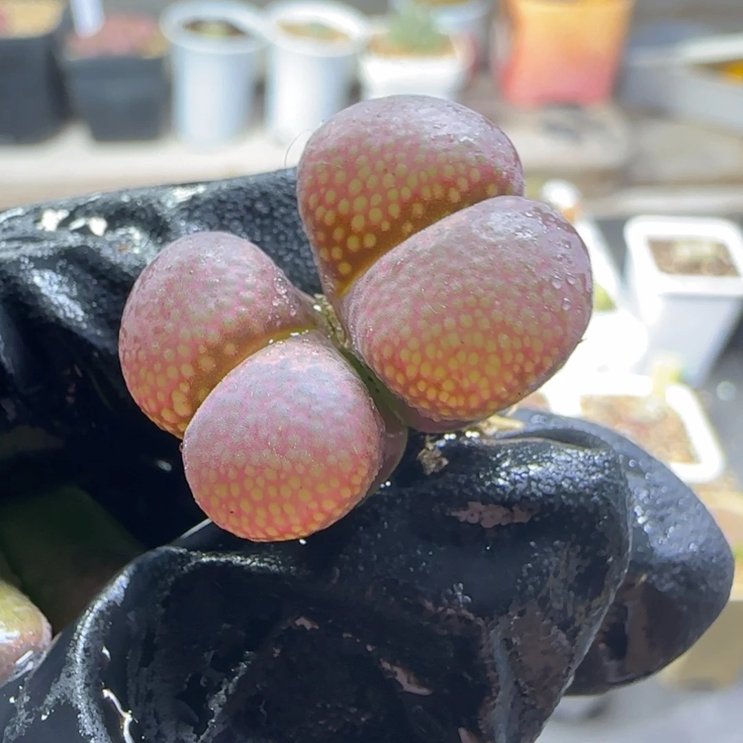 多肉植物日本原株26号（满38包邮）