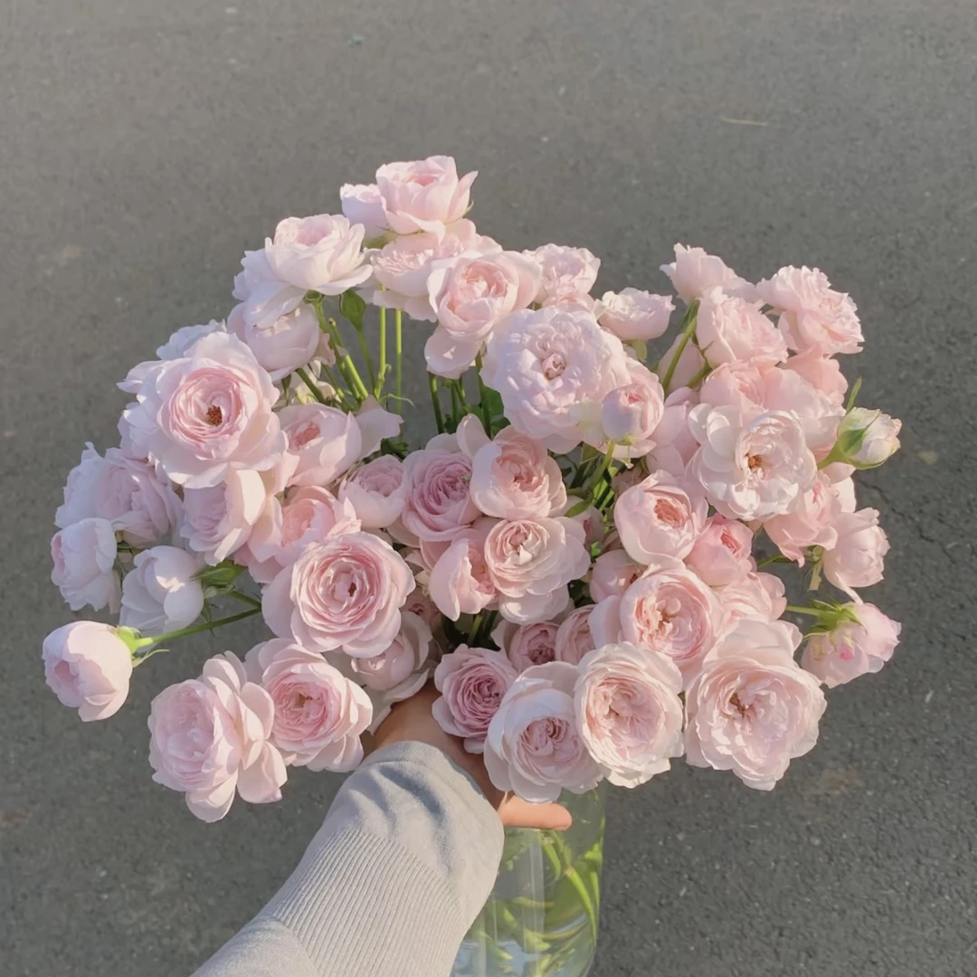 仙子之吻多头玫瑰 保底20朵以上