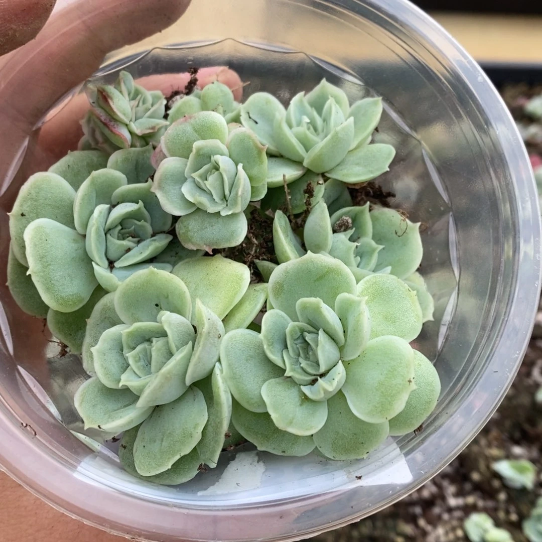 多肉植物精品切糕B238