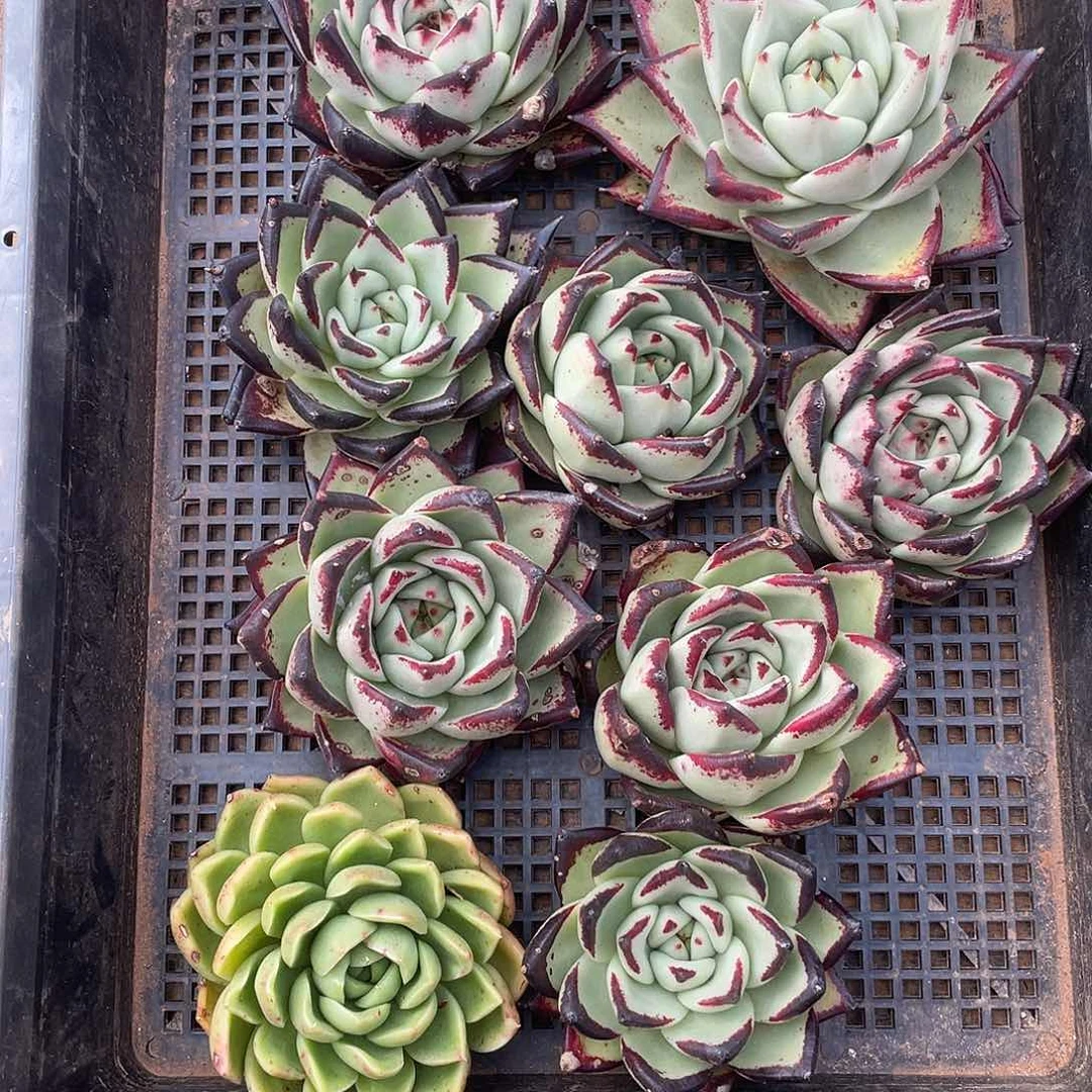 若如东云组拍750