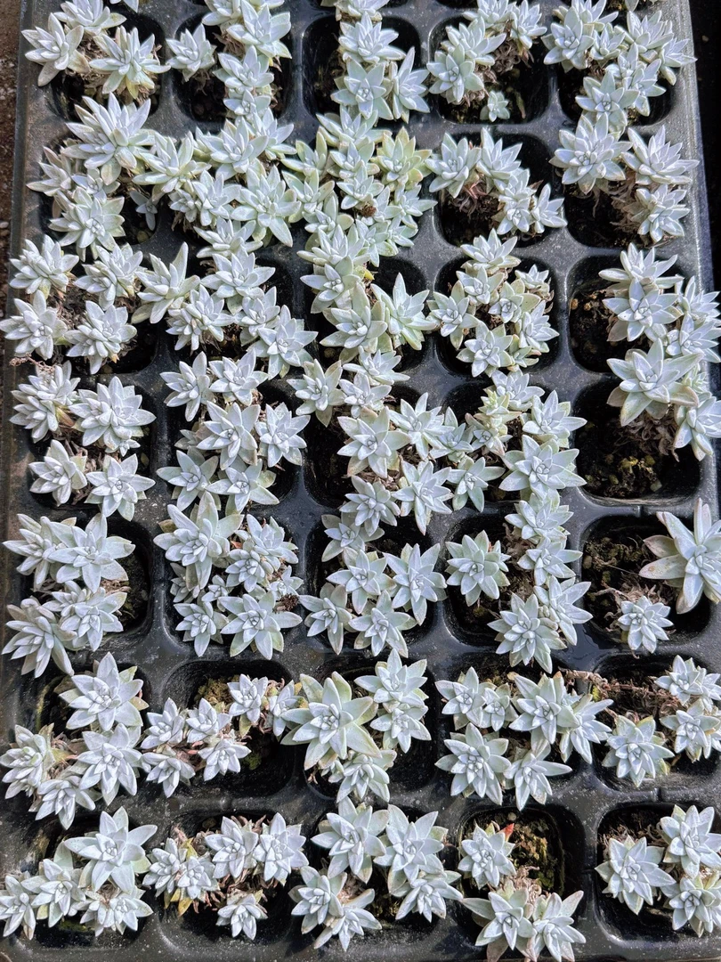 穴盘白菊3颗   满18包邮（以直播间展示为准）