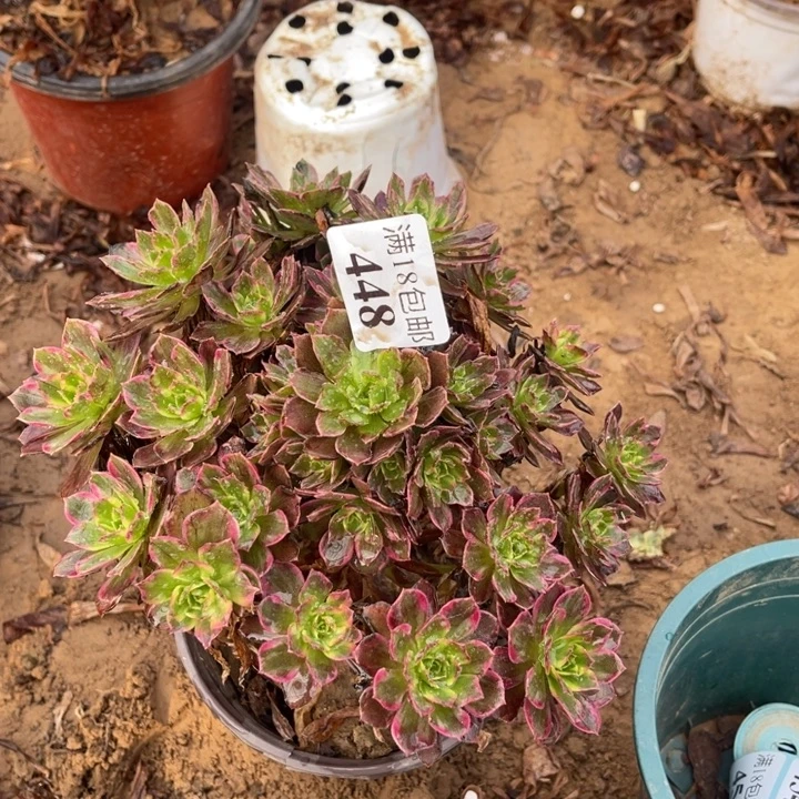 448安娜手捧1号棚