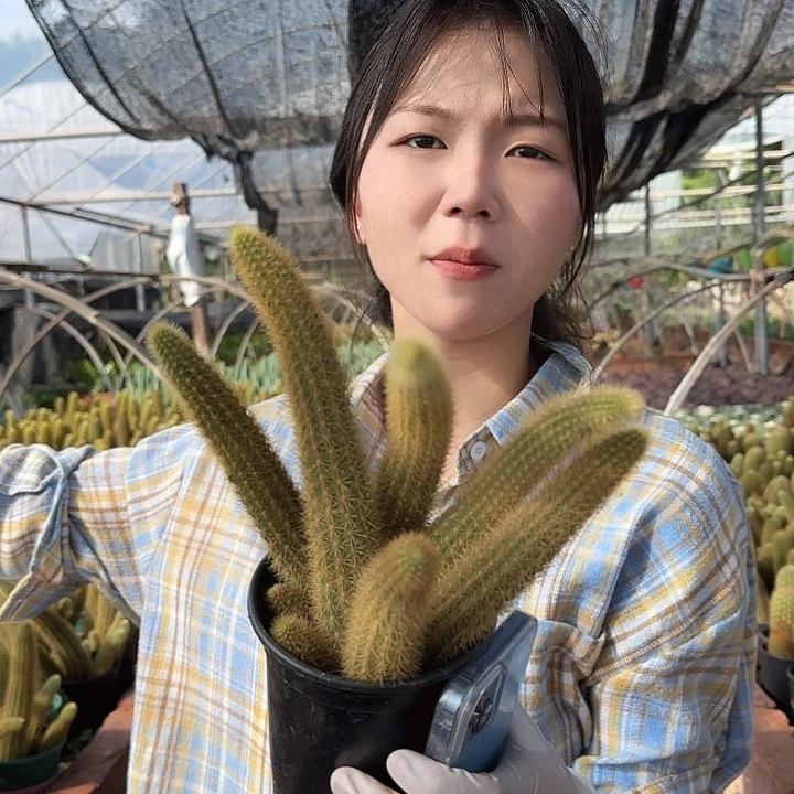 红水晶（掉头掉崽不售后）