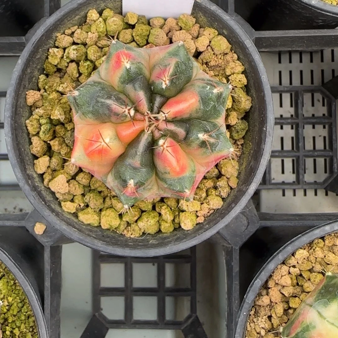 303-0309山竹脱土发多肉