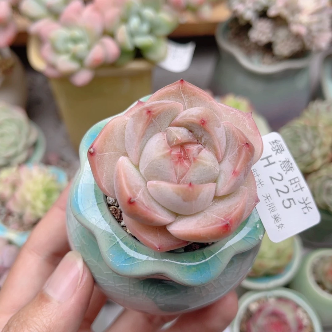 皇***后225 珍妮糖心 带陶瓷盆发货 满28包邮