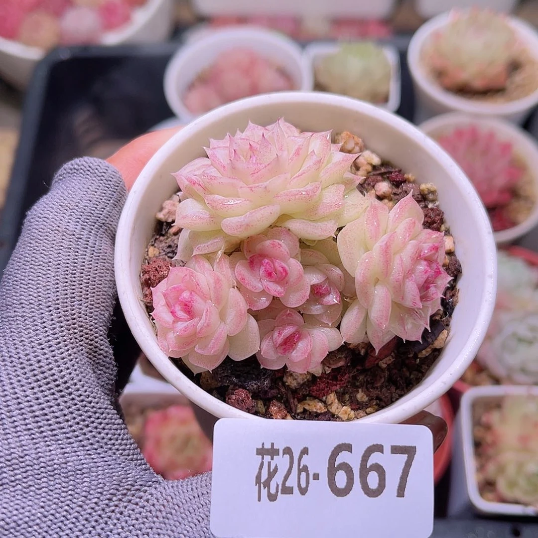 花26-667白天鹅群