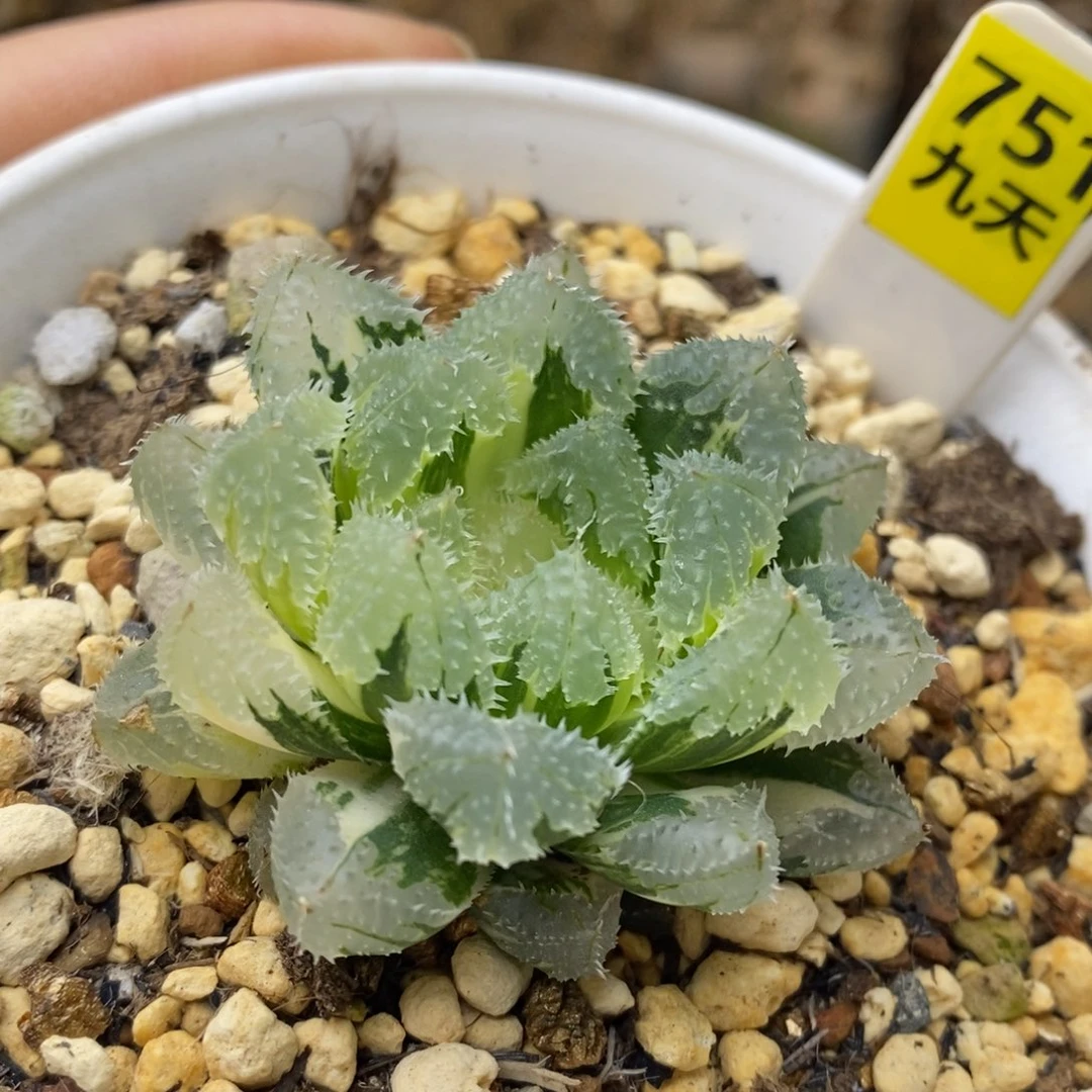 751号玄冰玉露锦多肉