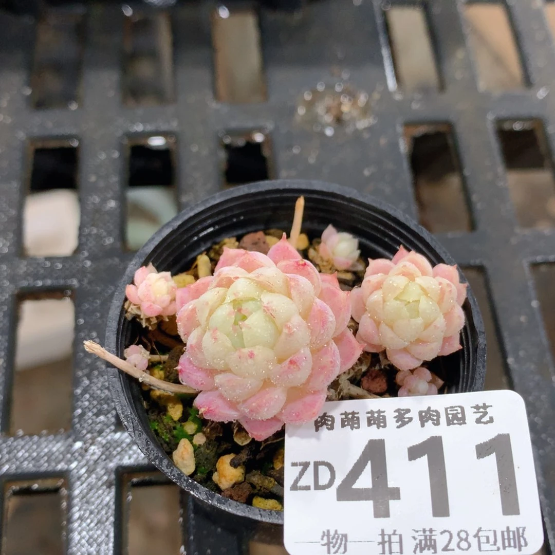 肉萌萌拇指盆精控多肉ZD411