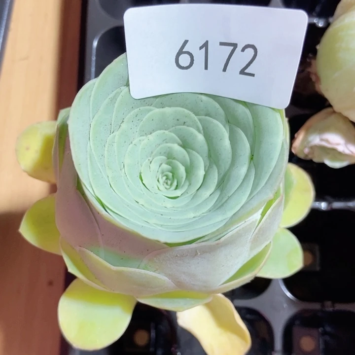 6172山地玫瑰单头