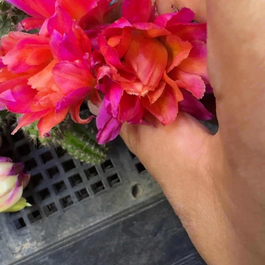 11白檀21紫牡丹一个无根侧牙，20包邮