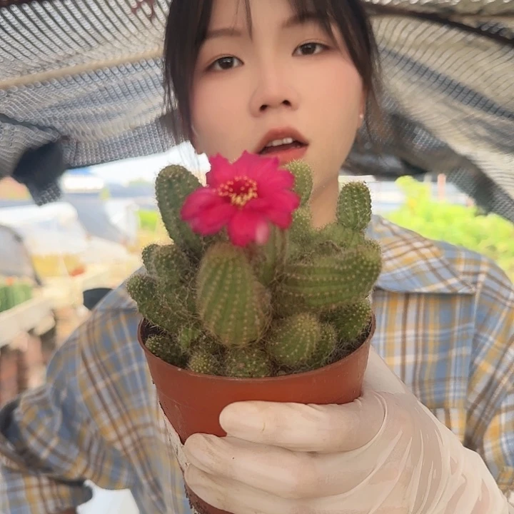 玫瑰白檀（掉头掉崽不售后）