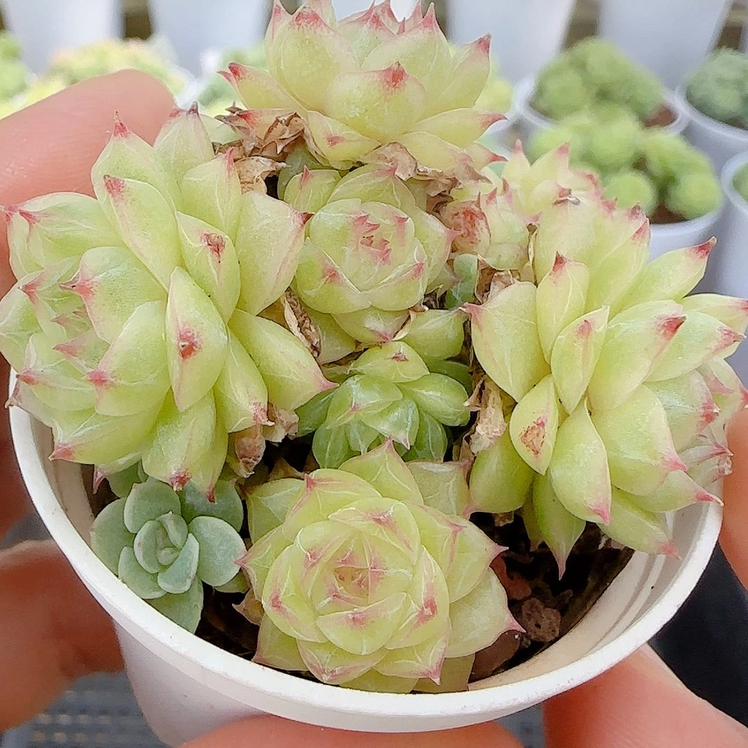 【闪购商品】0928-83钻石纹包子（开播福利