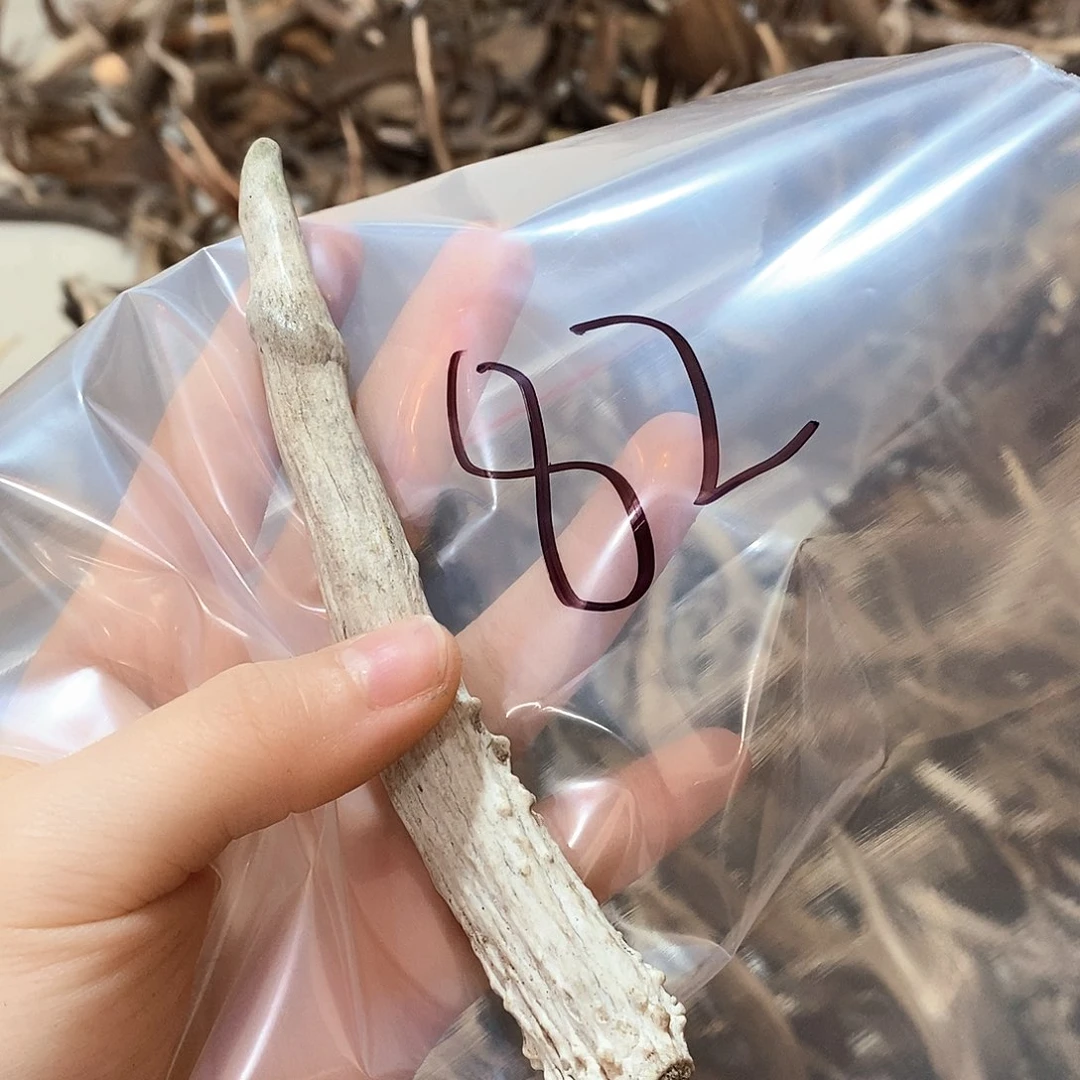 鹿角鹿角鹿角鹿角鹿