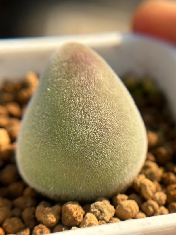 番杏科 宝辉玉大棵 多肉植物