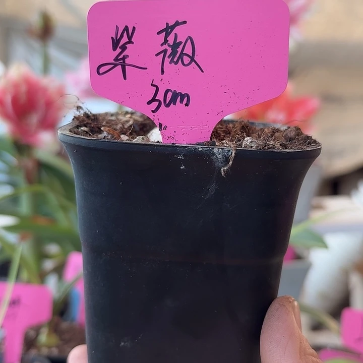 无花朵紫薇直径3cm