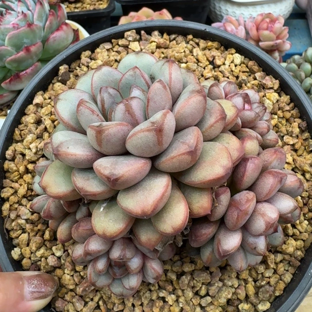 漂*瓶3549葡萄（12厘米左右）