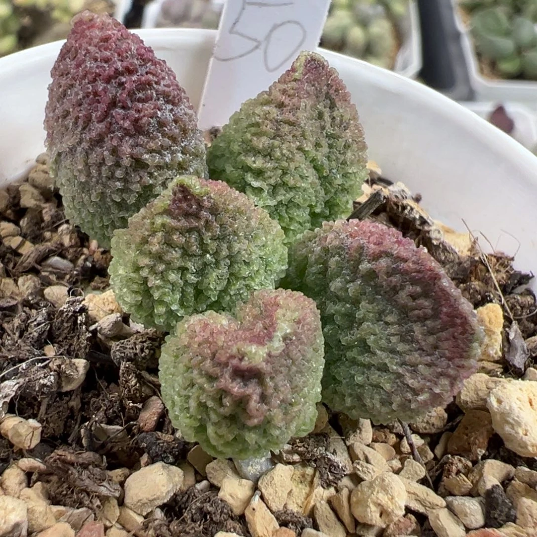 实生新品大苗多肉植物水泡多肉植物水泡